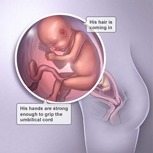 Saptamana 22 de sarcina