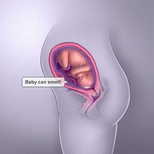 Saptamana 28 de sarcina